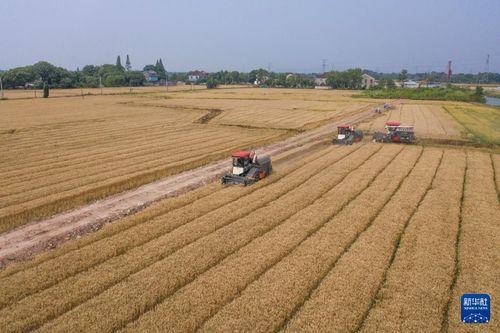 麦田 在线观看,在线观看,探寻心灵的田野之旅 第2张 麦田 在线观看,在线观看,探寻心灵的田野之旅 第2张