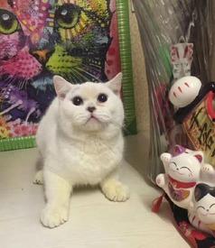 小猫老弟爆料视频,幕后真相大曝光! 第3张 小猫老弟爆料视频,幕后真相大曝光! 第3张